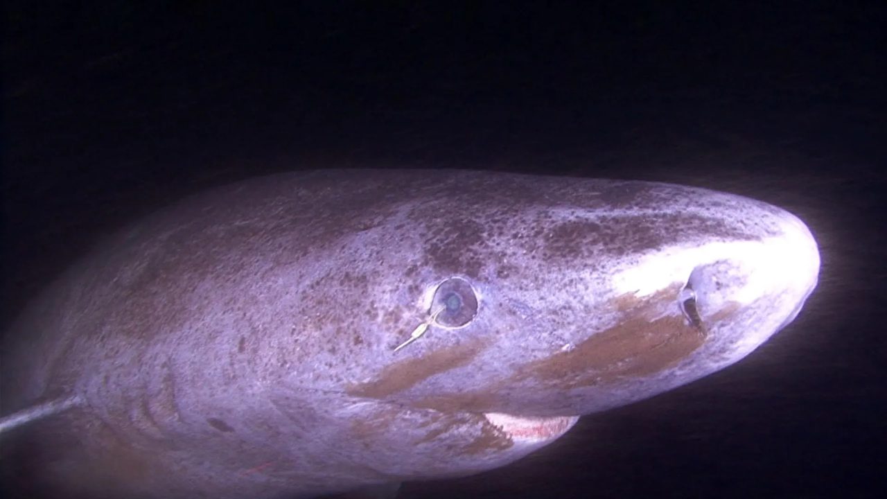 This shark can live 400 years. Its eyes barely seem to age