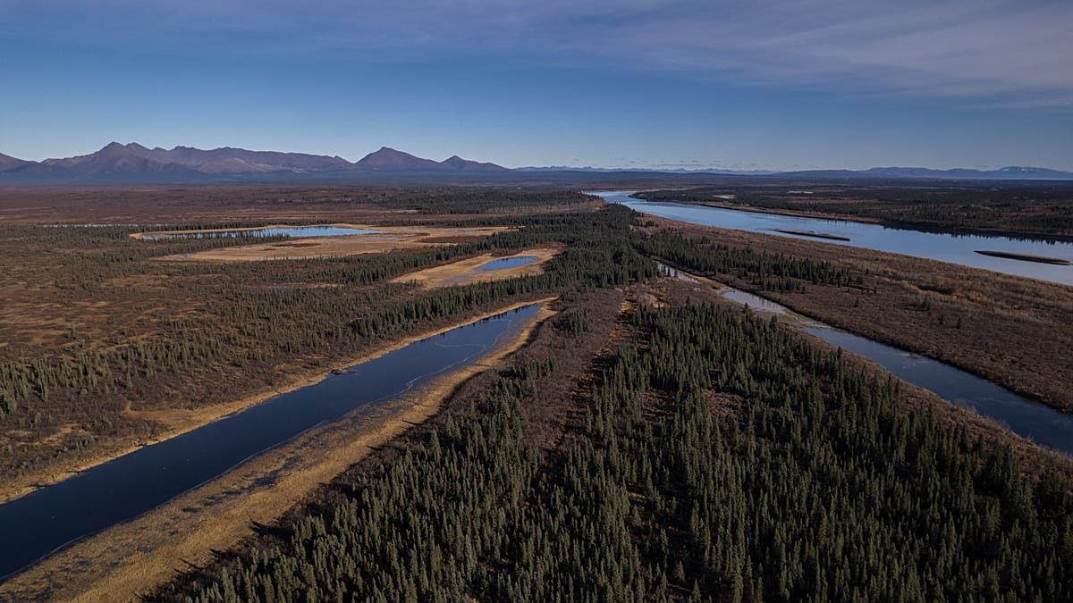 'Mini jungle': Alaska is getting greener as the climate warms – with cascading effects