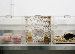 Why Affecting Aging in Complex Organisms Is So Hard