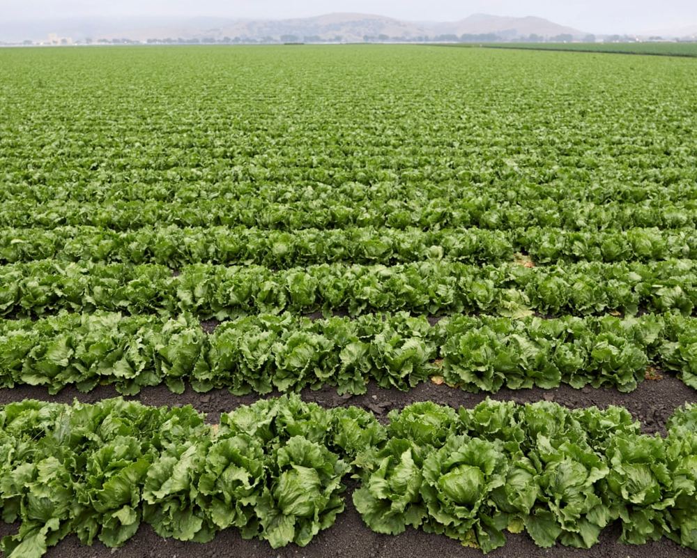 US lettuce prices wilt as costs for other goods remain stubbornly high
