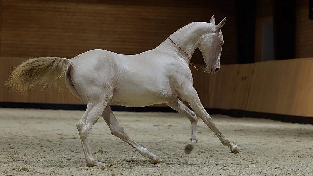 Good breeding: Kazakh 'satin' horse becomes new national symbol