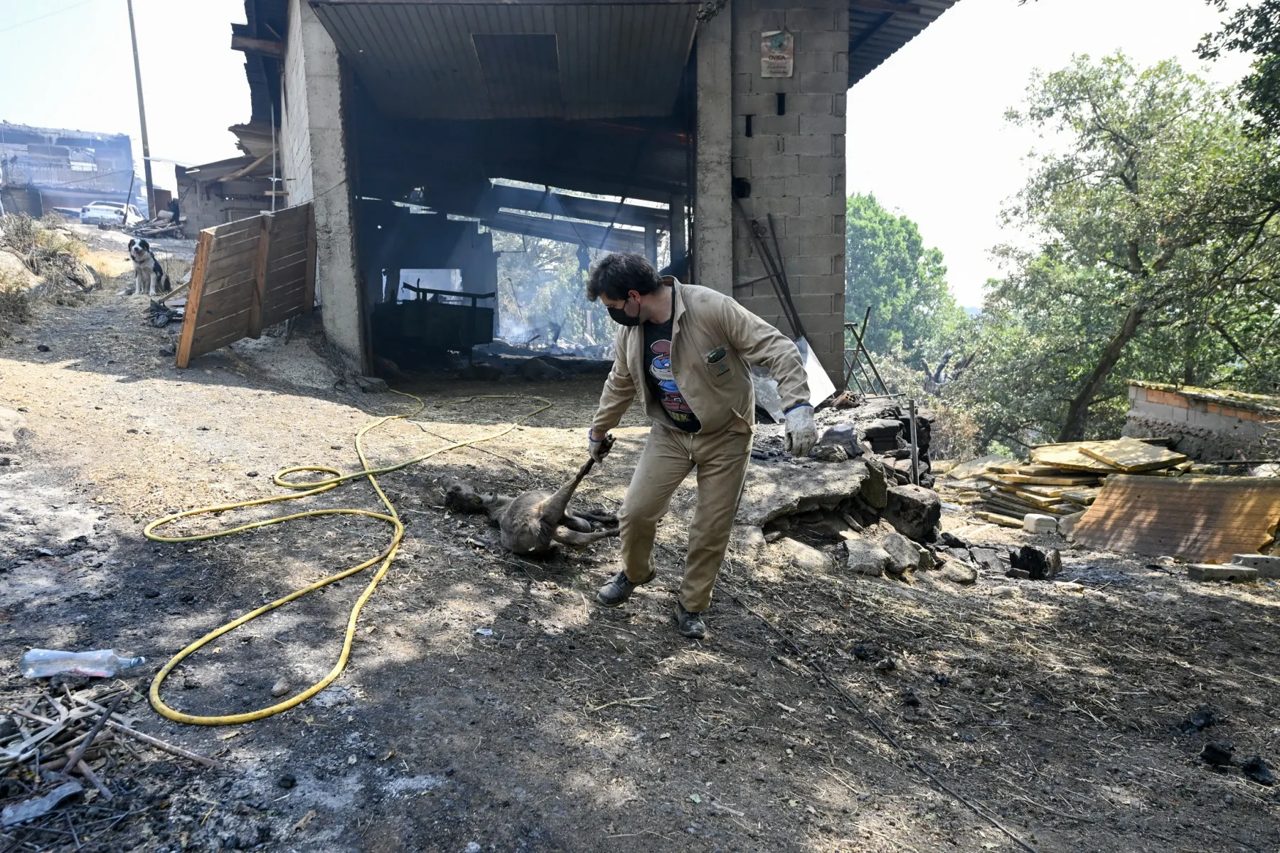 Livestock farmers fear for livelihoods as wildfires ravage Spain