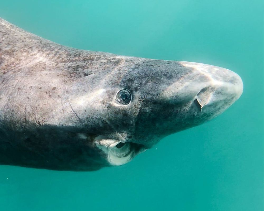 To cull or not to cull: Greenland debates fate of world’s slowest shark