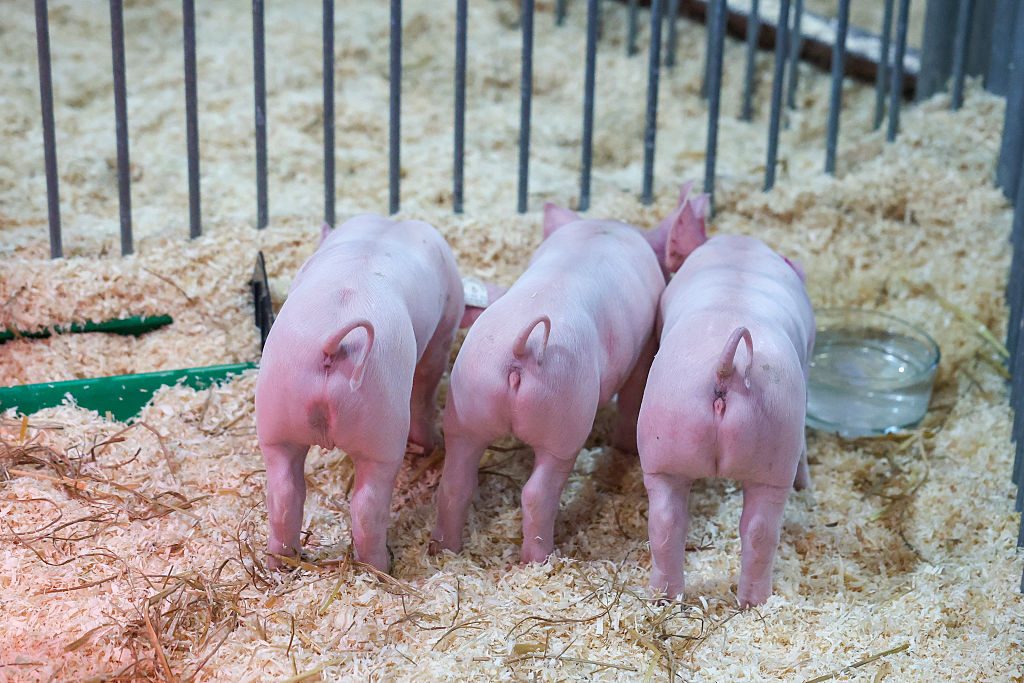 Council refines pig and poultry emissions rules