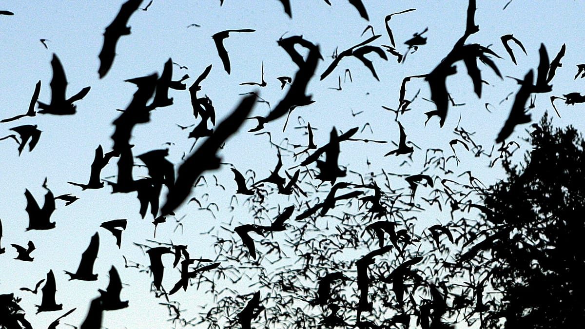11-year-old boy dies from rabies in Canada after waking up to a bat on his face
