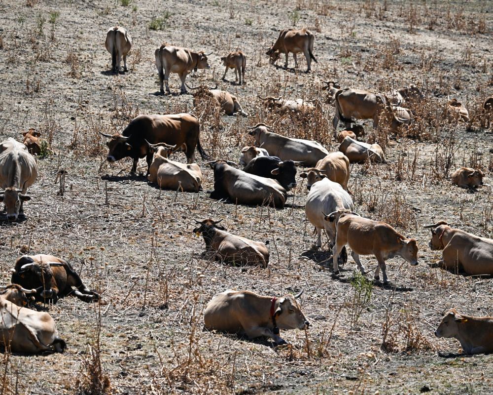 Record June heat fuels wildfires, exposes European adaptation gaps